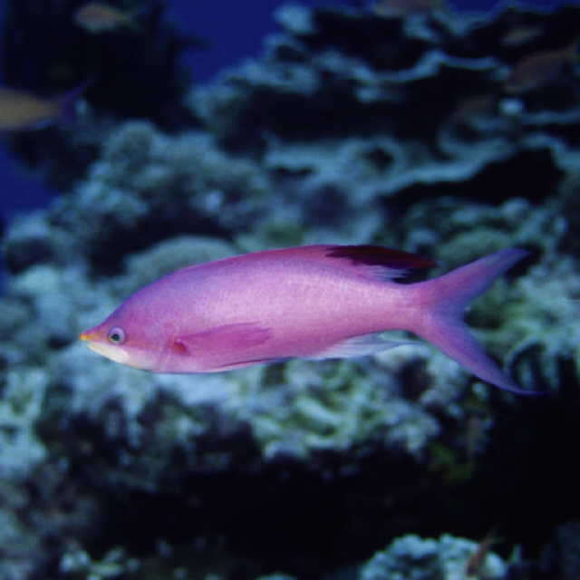 Pseudanthias pascalus